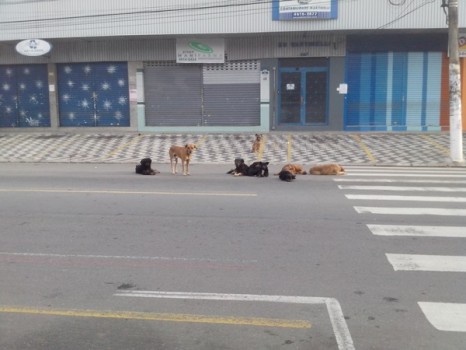 A cidade não tem uma política de recolhimento e campanha de adoção de cães. Eles ficam assim, no meio da rua no centro
