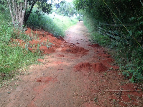 Formigueiros na pista