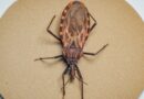 Doença de Chagas: como é transmitida, como ser tratada e como evitar Doença de Chagas: como é transmitida, como ser tratada e como evitar