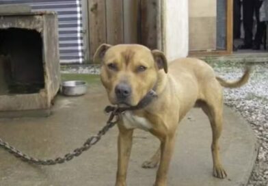 Vargem Grande Paulista proíbe animais domésticos acorrentados