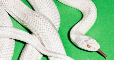 Rafael Oliveira: Deftones – Private Music. Vale a pena? Crítica completa do álbum