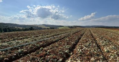 SP libera R$ 5 mi para produtores afetados pelas chuvas em Ibiúna e Piedade
