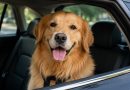 SP pode endurecer punição para quem deixar animais sozinhos no veículo SP pode endurecer punição para quem deixar animais sozinhos no veículo