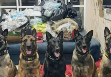 Cão da PM encontra 51 quilos de drogas em Carapicuíba Cão da PM encontra 51 quilos de drogas em Carapicuíba