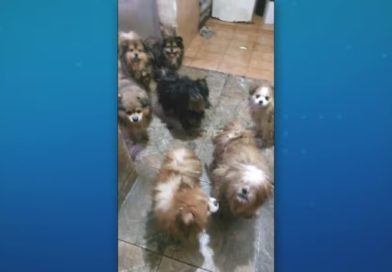 Cães resgatados de canil clandestino são amparados por ONG de Cotia Cães resgatados de canil clandestino são amparados por ONG de Cotia