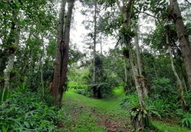 Cidades de SP agora tem plataforma digital para licenciamento ambiental