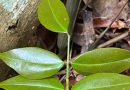 Estudo aponta ação de planta medicinal contra vírus da covid-19