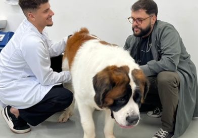Pets precisam de cuidados especiais em dias de jogos da Copa