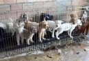 Mais de 70 animais vítimas de comércio irregular são abrigados por ONG de Cotia