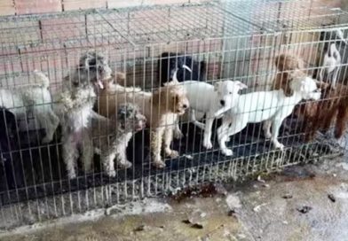 Mais de 70 animais vítimas de comércio irregular são abrigados por ONG de Cotia