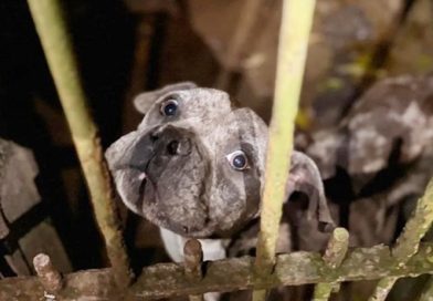 21 cães famintos são resgatados em canil clandestino em Cotia