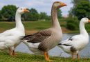 Sancionada lei que proíbe produção e comercialização de foie gras