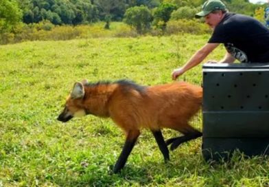 Lobo-Guará resgatado em São Roque é solto após receber cuidados Lobo-Guará resgatado em São Roque é solto após receber cuidados