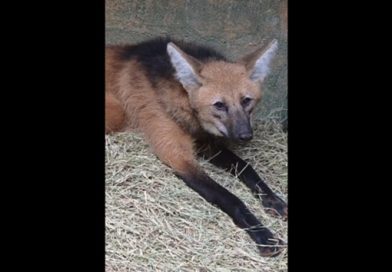 Lobo-guará é resgatado após invadir residência em São Roque