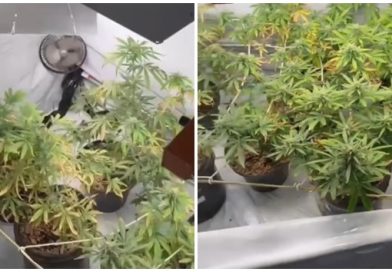 PM apreende pés de maconha em uma estufa em Carapicuíba