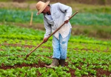 Crédito emergencial ajuda produtores de Ibiúna e Piedade a recuperar lavouras após temporais