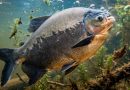 Além do tambaqui, a venda de outros peixes populares pode ser proibida no Brasil Além do tambaqui, a venda de outros peixes populares pode ser proibida no Brasil