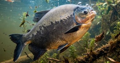Além do tambaqui, a venda de outros peixes populares pode ser proibida no Brasil Além do tambaqui, a venda de outros peixes populares pode ser proibida no Brasil