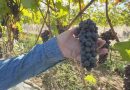 Variedade de uva italiana começa a ser produzida em São Roque