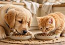 Cães e gatos: por que não podem receber os mesmos cuidados de saúde? Cães e gatos: por que não podem receber os mesmos cuidados de saúde?