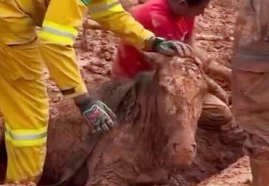 Égua morre após ficar soterrada por 24h e ser resgatada em Itapevi Égua morre após ficar soterrada por 24h e ser resgatada em Itapevi