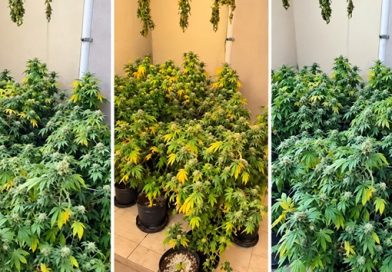 Policiais do 5º Baep localizam 38 pés de maconha Policiais do 5º Baep localizam 38 pés de maconha