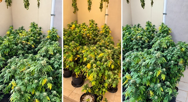 Policiais do 5º Baep localizam 38 pés de maconha Policiais do 5º Baep localizam 38 pés de maconha