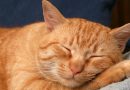 Gatos com problemas gastro podem se beneficiar de dieta específica