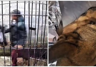 Cachorro vítima de maus-tratos é resgatado em Vargem Grande Paulista. Veja vídeo