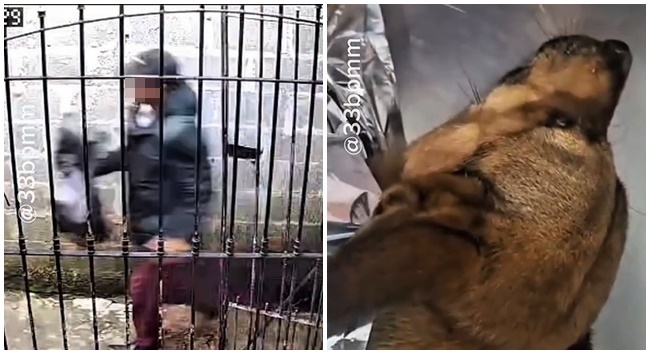 Cachorro vítima de maus-tratos é resgatado em Vargem Grande Paulista. Veja vídeo